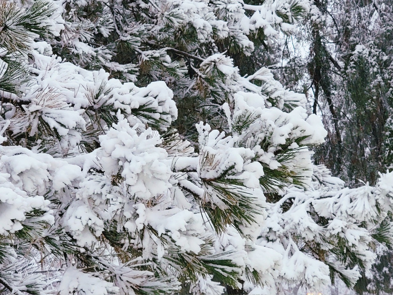 January 1213, 2024 Winter Storm